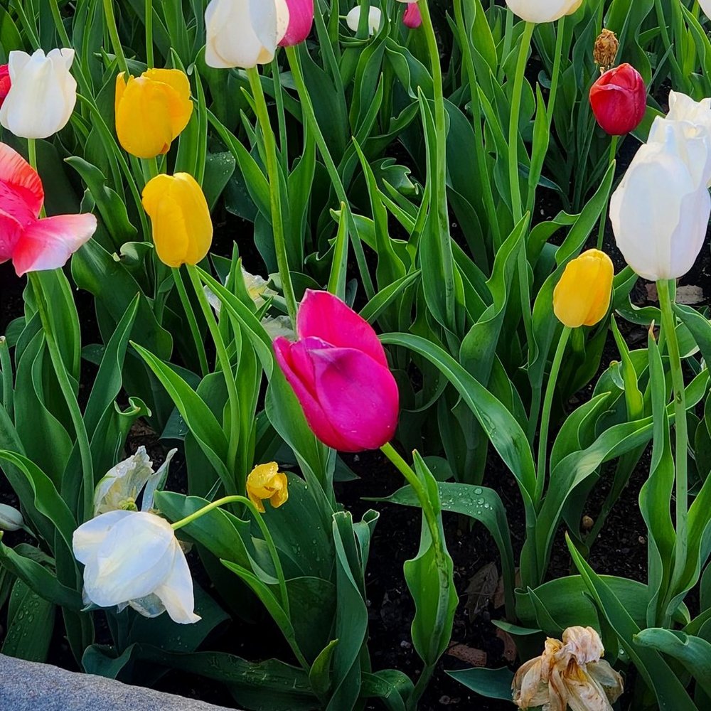 Meet your Posher, Cris